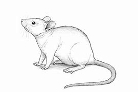 Image result for Dead Rat Outline