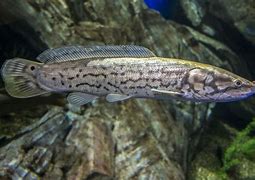 Image result for Mish Fish Hurricaine