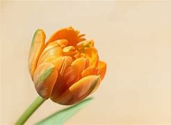 Image result for Orange Tulip Flower