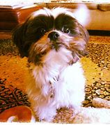 Image result for 12 Week Old Shih Tzu