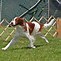 Image result for Top 10 Dog Breeds AKC