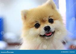 Image result for Smile Dog Costume