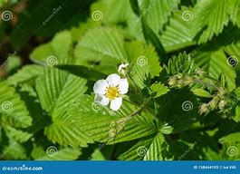 Image result for Musk Strawberry