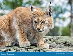 Image result for Beautiful Lynx