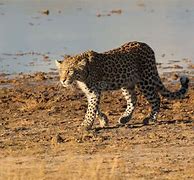 Image result for Sinai Leopard