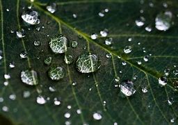 Image result for Live Macro Photography