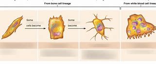 Image result for Layers of Bone Cells Simple