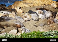 Image result for Pinniped Rookeries