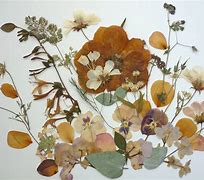 Image result for Dried Flower Art