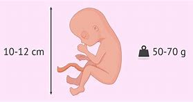 Image result for 15 Weeks Fetal