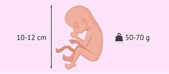 Image result for Embryo at 15 Weeks