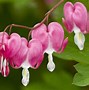 Image result for Rare Exotic Flowers Pink