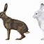 Image result for Disinterested Hare Clip Art