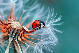 Image result for Macro Eye Photography Blou