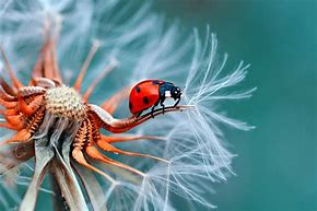 Image result for Macro Eye Photography