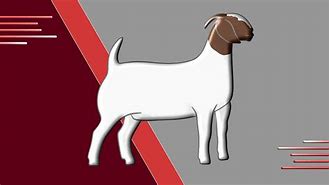 Image result for Boer Goat Anatomy