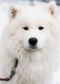 Image result for White Puffy Doggo