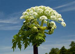 Image result for Most Dangerous Plant in the World