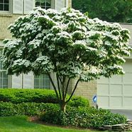 Image result for Kousa Dogwood