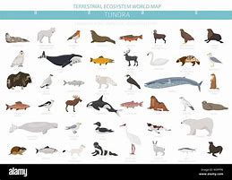 Image result for Animals in Tundra Biome