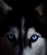 Image result for Cool Husky Backgrounds