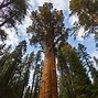 Image result for Sequoia and Kings Canyon Search and Rescue