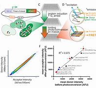 Image result for Self Assembly in Vivo