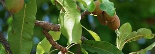 Image result for Shea Tree India