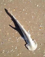 Image result for Baby Hammerhead