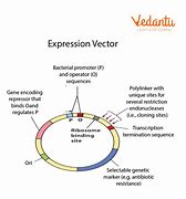 Image result for 3301 Expression Vector