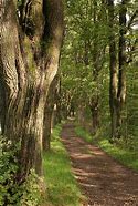 Image result for Narrow Path Beach