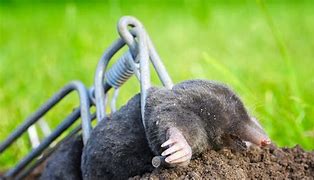 Image result for Weird Mole Traps