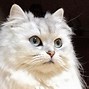 Image result for Grumpy White Persian Cat