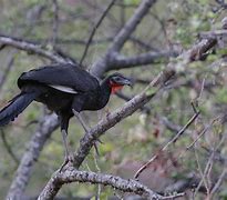 Image result for White-winged Guan