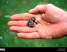 Image result for Hawaii Poison Dart Frog