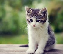 Image result for Cool Kitten Wallpaper