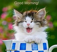 Image result for Good Morning Cat. Emoji