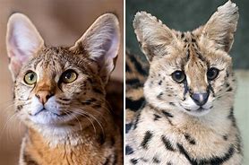 Image result for Serval Savannah Cat