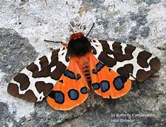 Image result for Tiger Moth Insect