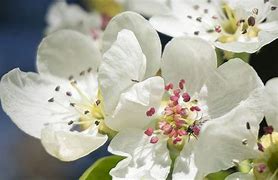 Image result for May Day Tree