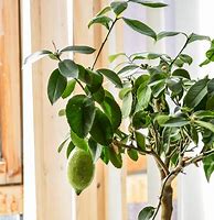 Image result for Mini Lemon Tree Indoor