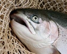 Image result for Trout Fish Eggs