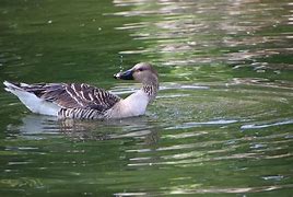 Image result for Greylag Goose Egg