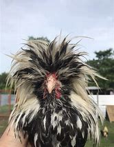 Image result for Fancy Chicken Breeds