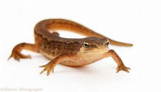 Image result for Newt