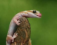 Image result for Water Gecko