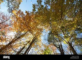 Image result for Smoky Mountains North Carolina