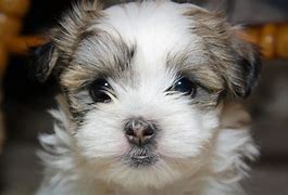 Image result for Maltese and Shih Tzu Mix