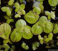 Image result for Greater Duckweed