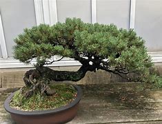 Image result for Pine Tree Forest Bonsai